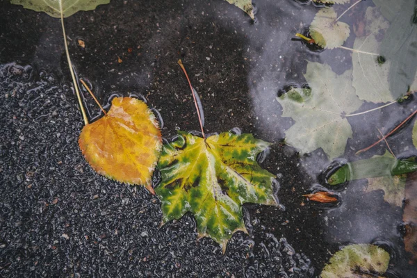 Hoja de arce amarillo para nadar en el agua —  Fotos de Stock