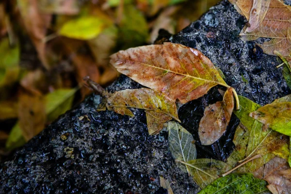 Gele esdoornblad te zwemmen op het water — Stockfoto