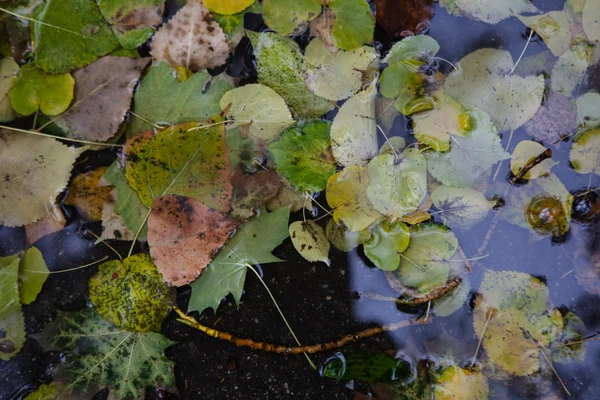 Gele esdoornblad te zwemmen op het water — Stockfoto