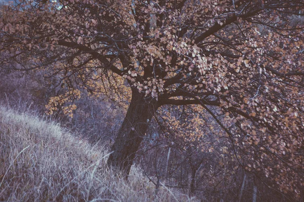 Gelber Herbstbaum und Blätter — Stockfoto