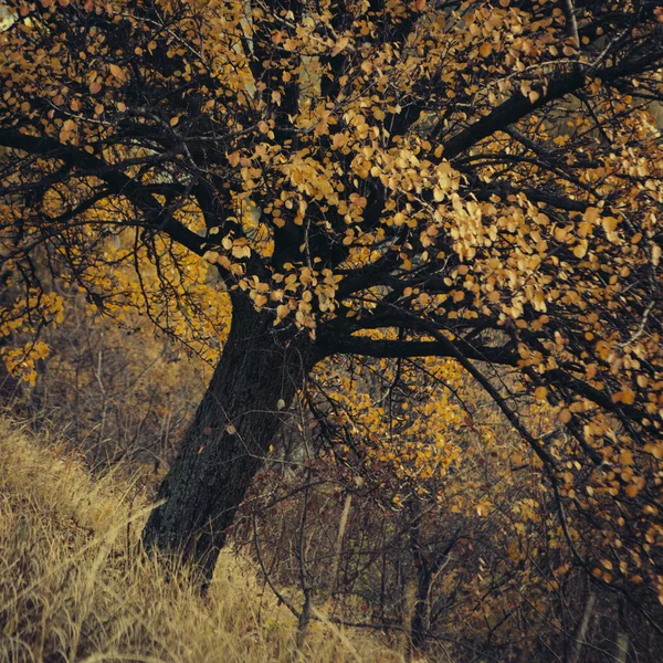 Arbre jaune d'automne et feuilles — Photo