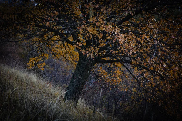 Gula hösten träd och blad — Stockfoto