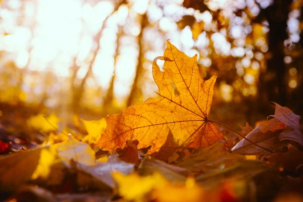 Yellow autumn tree and leaves — Stock Photo, Image