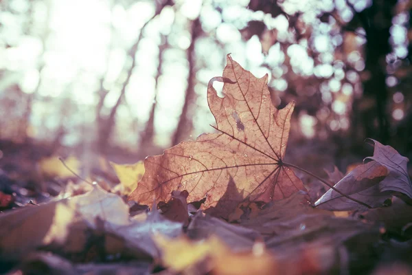 Yellow autumn tree and leaves — Stock Photo, Image