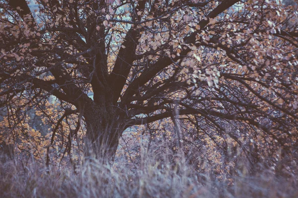 Árbol amarillo de otoño y hojas — Foto de Stock