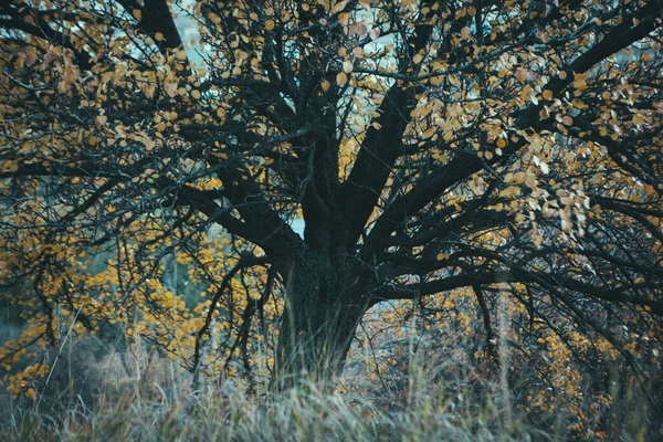 Arbre jaune d'automne et feuilles — Photo