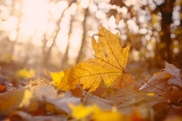 Árbol amarillo de otoño y hojas —  Fotos de Stock