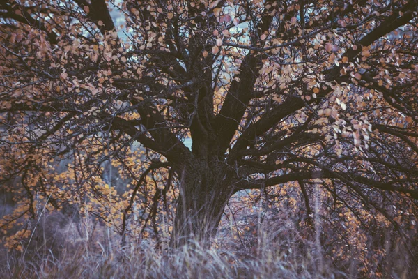 Árbol amarillo de otoño y hojas — Foto de Stock