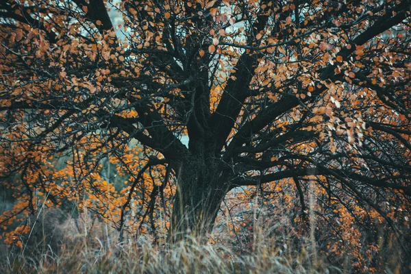 Arbre jaune d'automne et feuilles — Photo