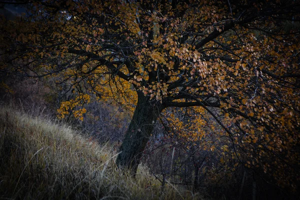 Gula hösten träd och blad — Stockfoto