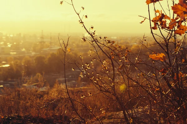 Gula hösten träd och gula lönnlöv på marken i höst solljus — Stockfoto