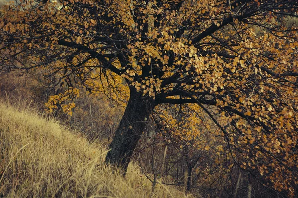Arbre jaune d'automne et feuille d'érable jaune au sol à la lumière du soleil d'automne — Photo