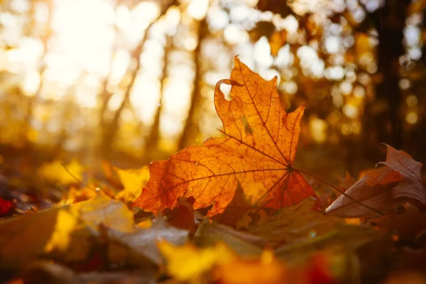 Árbol amarillo de otoño y hoja de arce amarillo en el suelo a la luz del sol de otoño —  Fotos de Stock