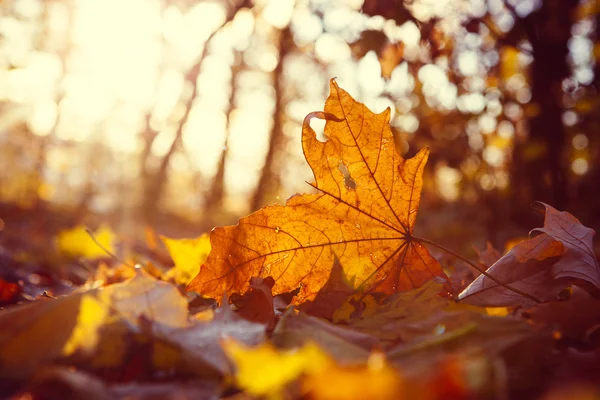 Árbol de otoño con hojas brillantes al atardecer —  Fotos de Stock