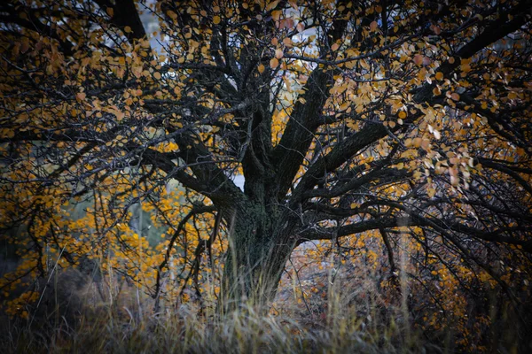 Arbre d'automne aux feuilles brillantes au coucher du soleil — Photo