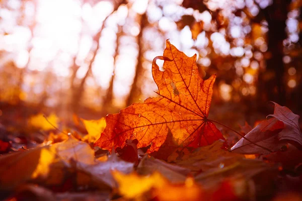 Leafes を夕日に輝く秋のツリー — ストック写真