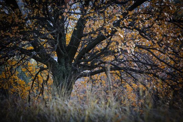 Arbre d'automne aux feuilles brillantes au coucher du soleil — Photo