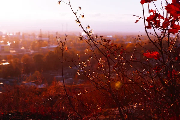 Herbstbaum mit leuchtenden Blättern im Sonnenuntergang — Stockfoto