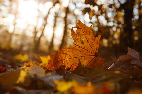 Leafes を夕日に輝く秋のツリー — ストック写真