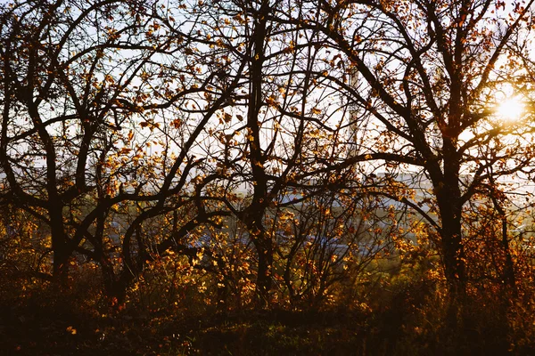 Yellow autumn in Kyiv, kiev industrial view in autumn sunset — Stock Photo, Image