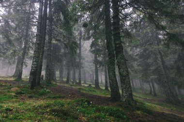 Sisli karanlık dağ orman
