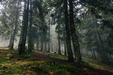 Sisli karanlık dağ orman