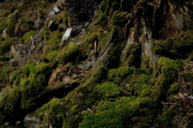 Karanlık dağ orman yosunlu çalılar