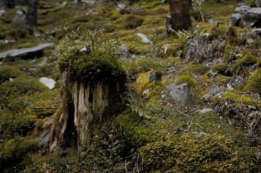 Karanlık dağ orman yosunlu çalılar
