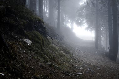 Sisli karanlık dağ orman