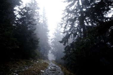 Sisli karanlık dağ orman