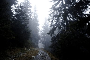 Sisli karanlık dağ orman