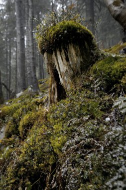 Sisli karanlık dağ orman