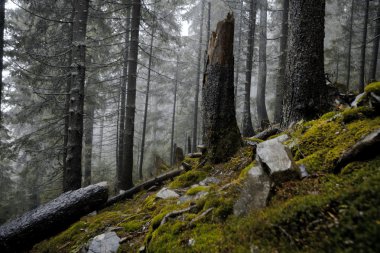 Sisli karanlık dağ orman