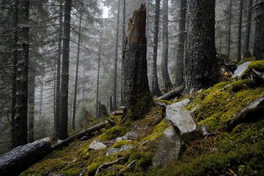 Sisli karanlık dağ orman