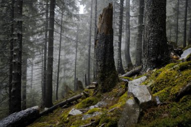 Sisli karanlık dağ orman