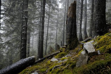 Sisli karanlık dağ orman
