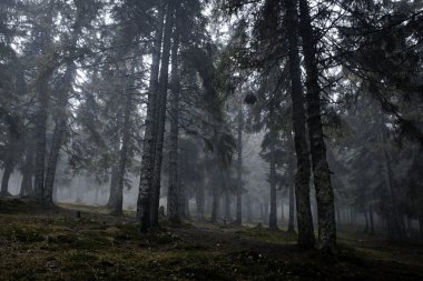 Sisli karanlık dağ orman