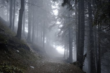Sisli karanlık dağ orman