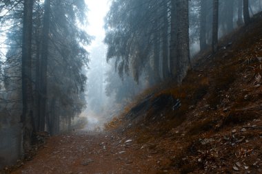 Sisli karanlık dağ orman