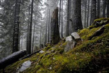 Sisli karanlık dağ orman