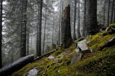 Sisli karanlık dağ orman