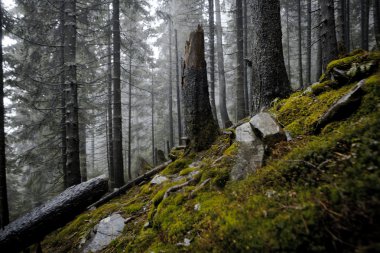 Sisli karanlık dağ orman