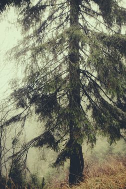 Sisli karanlık dağ orman