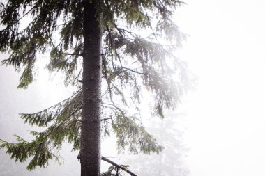 Vintage dağ sisli orman