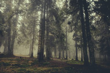 Vintage dağ sisli orman