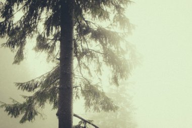 Vintage dağ sisli orman