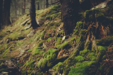 Karanlık dağ orman yosunlu çalılar