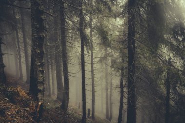 Vintage dağ sisli orman arka plan