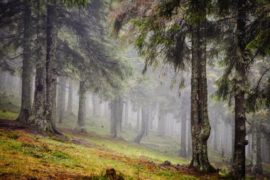 Vintage dağ sisli orman arka plan