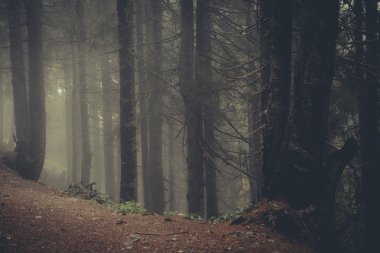 Vintage dağ sisli orman arka plan